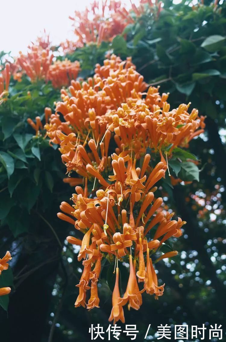 130㎡大露台，花1年改造成“花草蔬果园”，体验屋顶上的田园生活