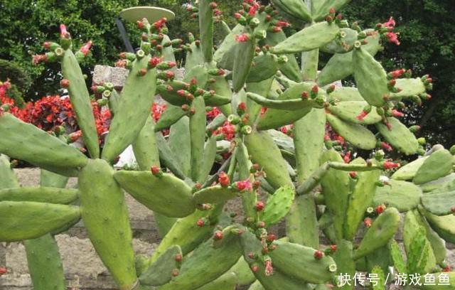 男子10年前随手种下的一棵仙人掌,10年后竟给他带来一笔意外财富