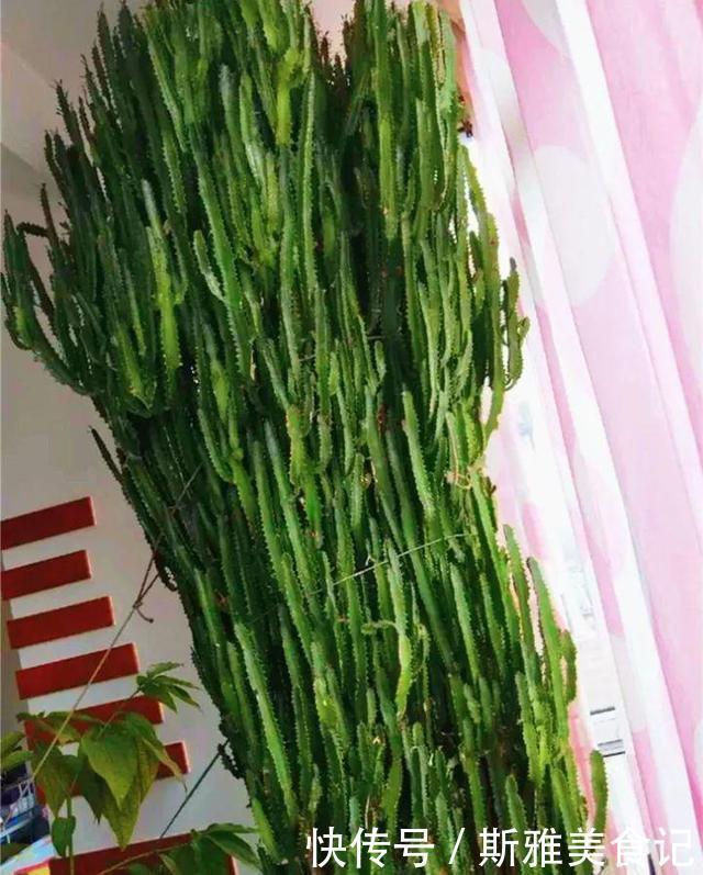 此3种花,年轻人都说丑,多养几年,越来越气派,价值能翻倍