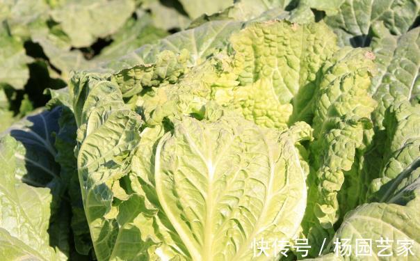大白菜什么时候施肥 大白菜什么时候施肥