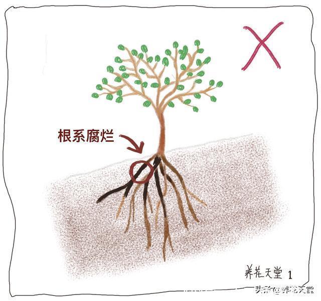 7种常见的浇水方式,不仅新手不懂,有些人养花10年都没搞清楚