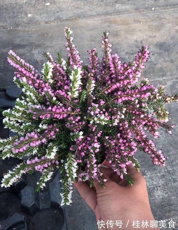 4种花身材不大，花量却怪“吓人”，深秋花开一大片，美翻了