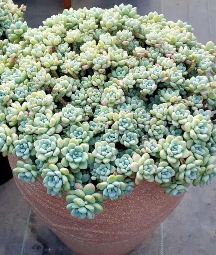 最小的盆，养最牛的花，还能开爆盆，真牛！