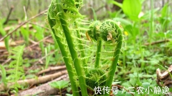 农村|农村山里的一种野菜,营养价值高,尝一次不容易,见到全部买下