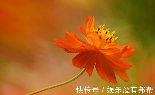 波斯菊|现在遇到5种花,请绕道走,管不住手就上当了