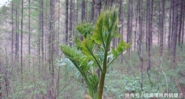 苜蓿|中国最好吃的6种极品野菜,你若是全吃过,请收下我的“膝盖”