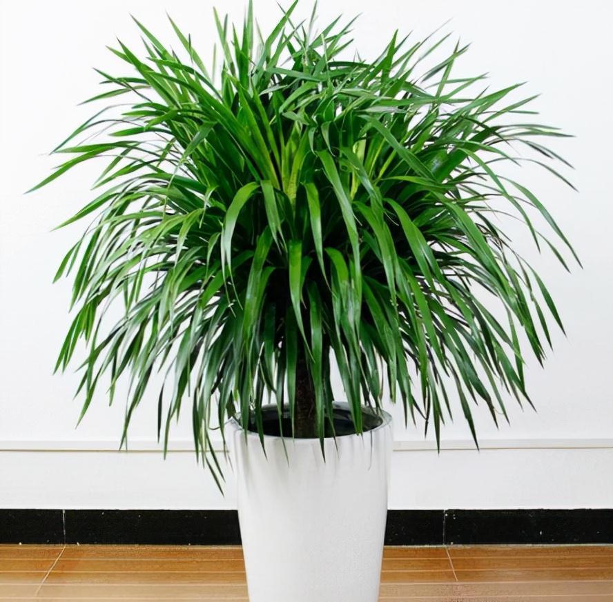 冬天的6种室内盆栽,“懒养”最合适,“勤养”反而容易出问题