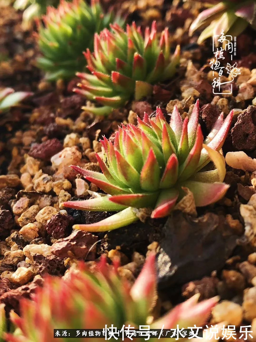 日子|笼子里露养的多肉,越养越美!有多肉的日子伴着小确幸!