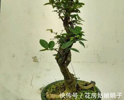 浇水|很好辨认的1种藤本植物,别轻易触碰,却是制作盆景的优良素材