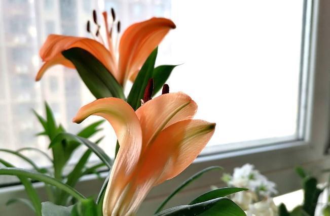 养这7种花,预算够就买好的,预算不够干脆别买