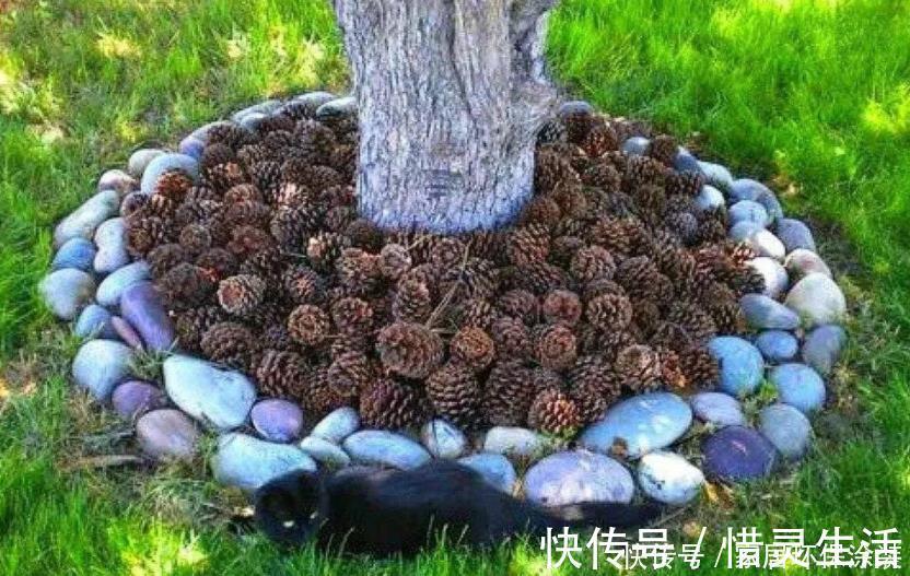 松树有2宝,松果壳、松针,带回家养花,效果比花肥强