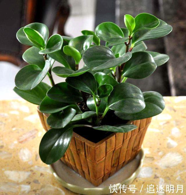 错过|养豆瓣绿不要错过,叶子都能长一棵,一次繁殖100盆,爆盆快