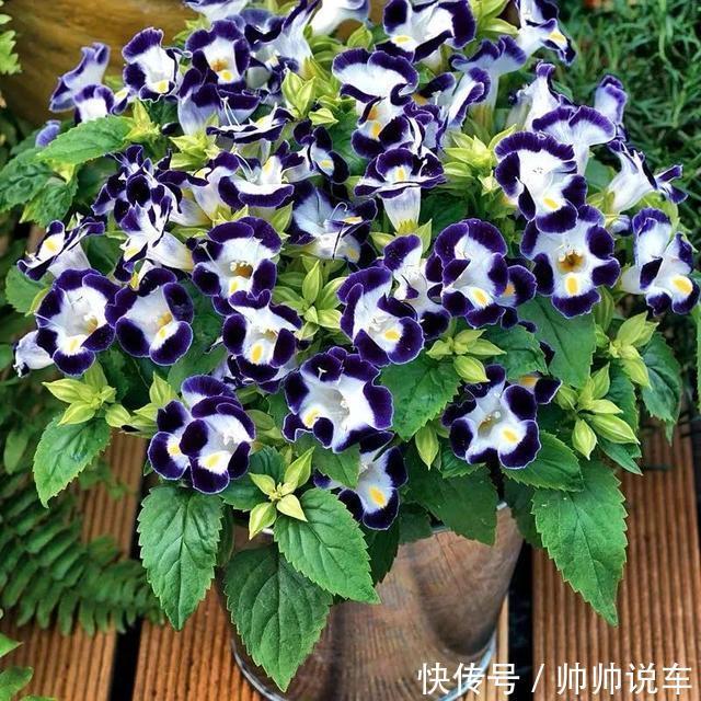 飘香藤|最爱晒太阳的8种花，越晒开花越多，阳台养几盆，开花成海