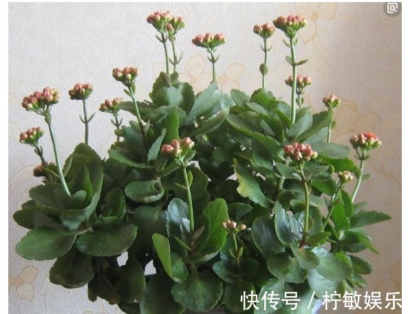 长寿花取头重新插,修剪时拿出“后娘”的精神,准错不了的