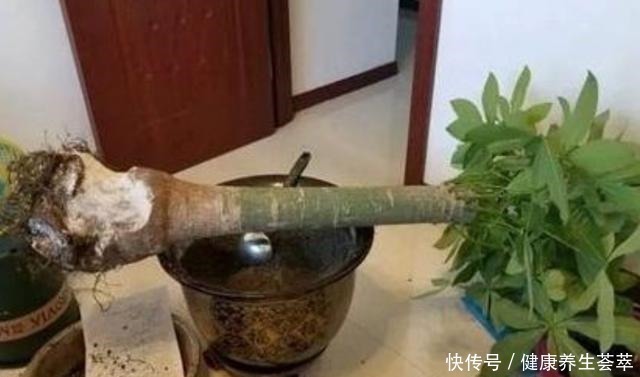 这三种植物烂根了别扔掉,简单几步促新根,又是一盆健壮的植株!