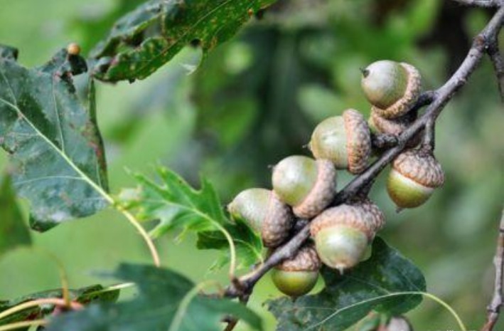 何首乌|以下四种野菜,具有很大的药用价值,吃过两种以上的不多了