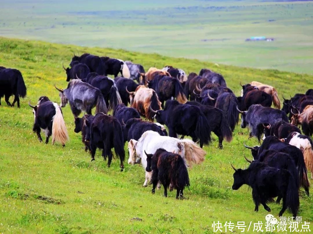 黄河奔腾到此，迂回蜿蜒出第一道回头湾