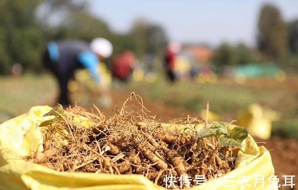 替代品|美国人种了不吃,在我国却身价倍增,成了人参的替代品