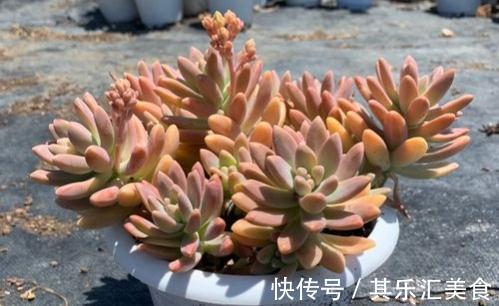 多肉植物秋丽总掉叶?没照顾好这3方面,难怪盆栽颜值不高