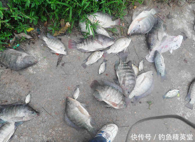 冬天如何钓罗非?我的方法很简单,运气好的时候能钓一二十斤