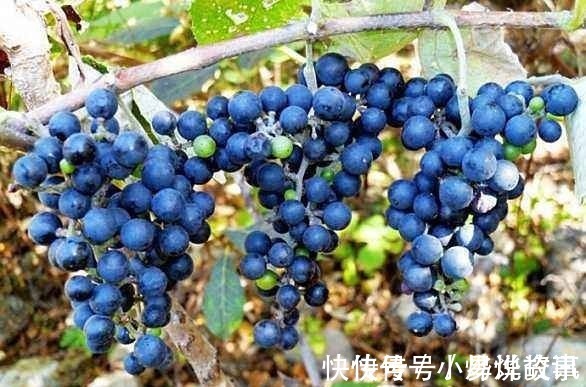 野果|农村这几种野果竟如此神奇,清肠排毒还增强免疫力等,你都吃过吗