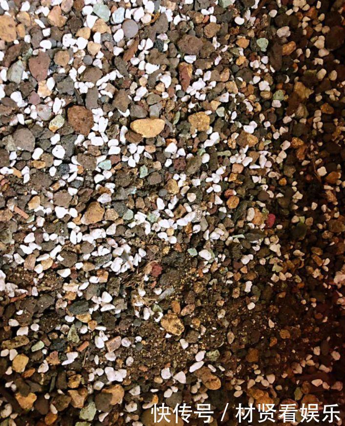 泥炭土|多肉叶子皱皱巴巴别光浇水，多半是伤根该换盆了！