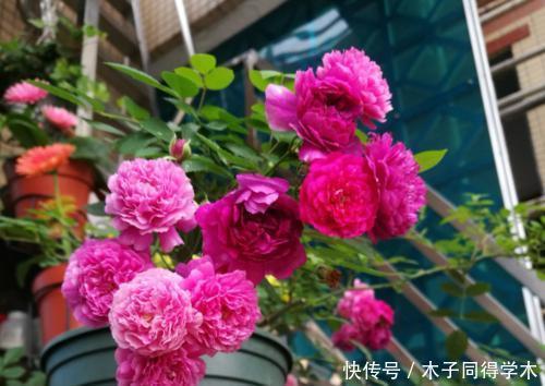 花卉|去闺蜜家住,被满阳台的微型月季吸引了,做法真高级,拍照来看看