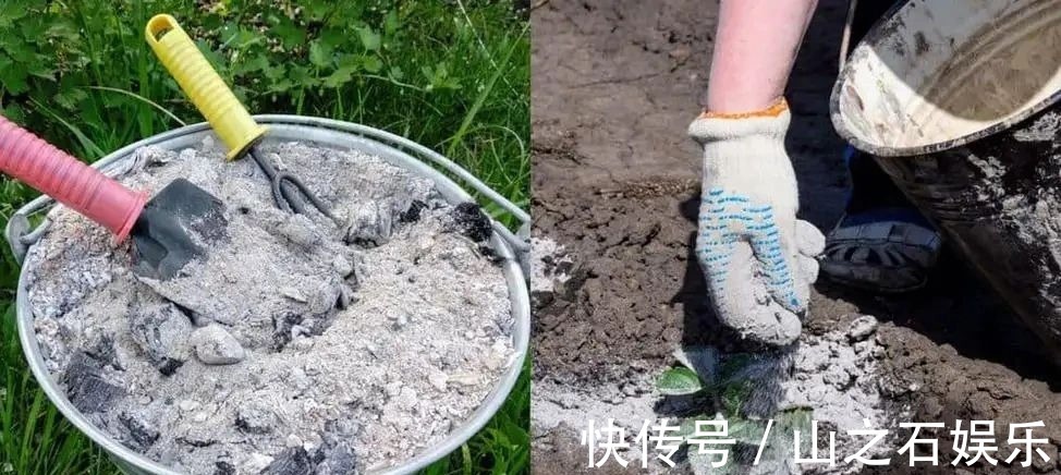 鸡蛋壳|在家里养花时,肥皂水、鸡蛋壳或煮菜的水别丢,是可以用来养花的