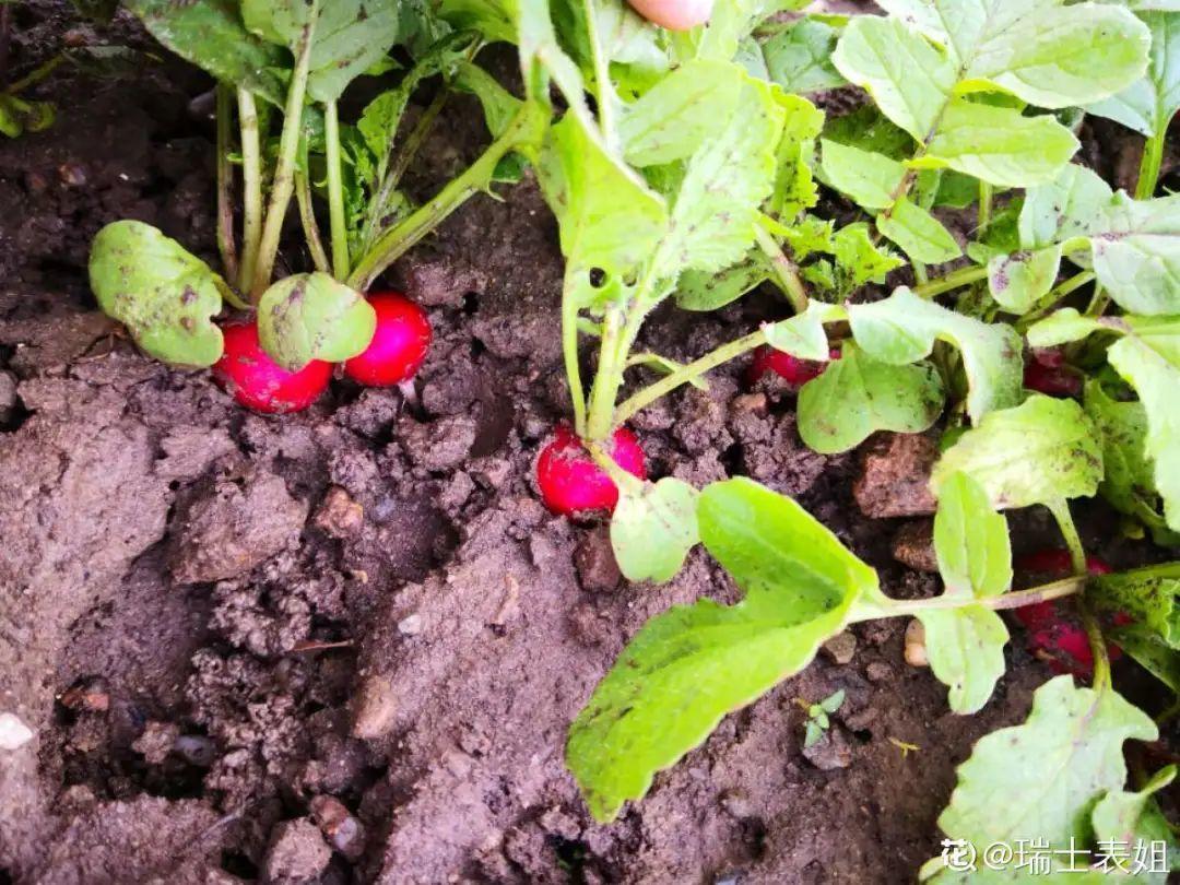 阳台养这10种菜,长得快、结果多,全家都够吃!