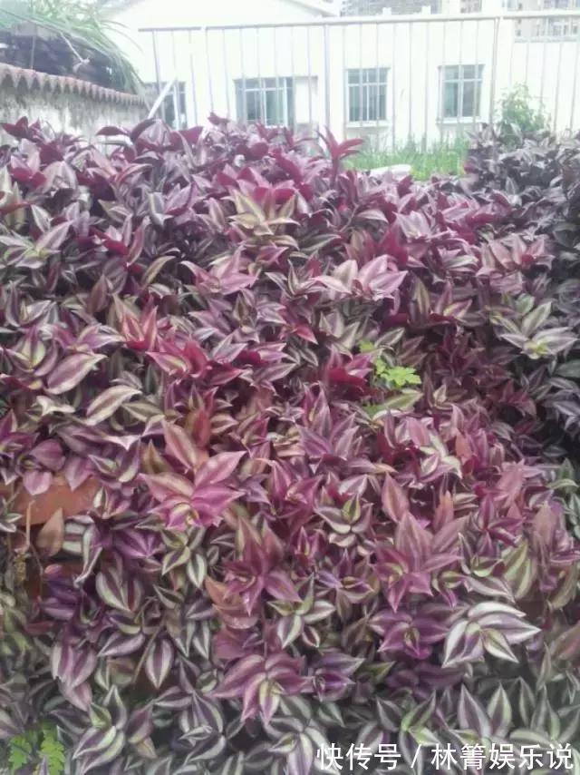 紫竹梅|3种吊兰别这么养，不然疯长爆芽，控制不住！