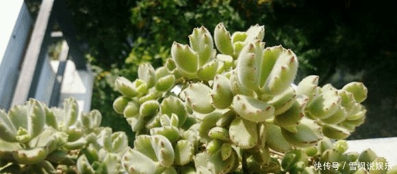 片叶|4片叶的熊童子,1年内终于养出熊样了