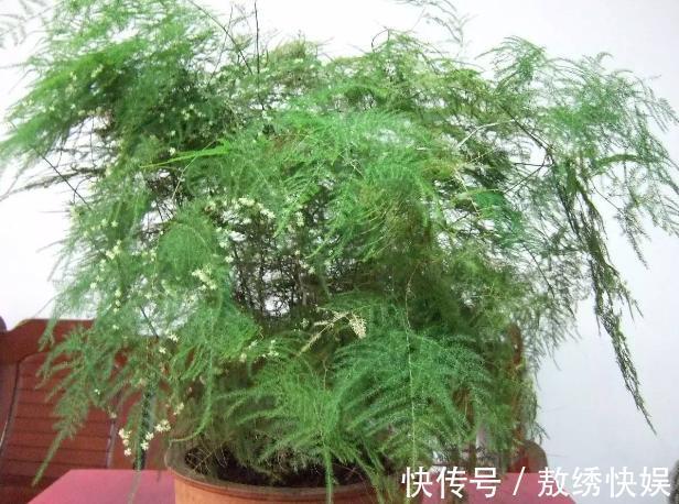 土壤贫瘠、结块，该怎么改善用上这“2种药”，养花没压力