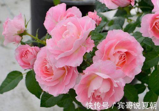 家里养4种花，耐旱又耐晒，好养又漂亮，一开就停不下来