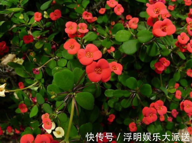 爆盆|养花就养3种花,随便养养就爆盆,一开300多天,全年不断花!