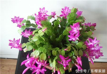 蟹爪兰有5怕,了解掌握,不黄叶不掉花苞,越长越旺!