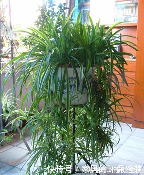 居家养花，推荐这8种，耐阴又好养，是家庭盆栽佳品！