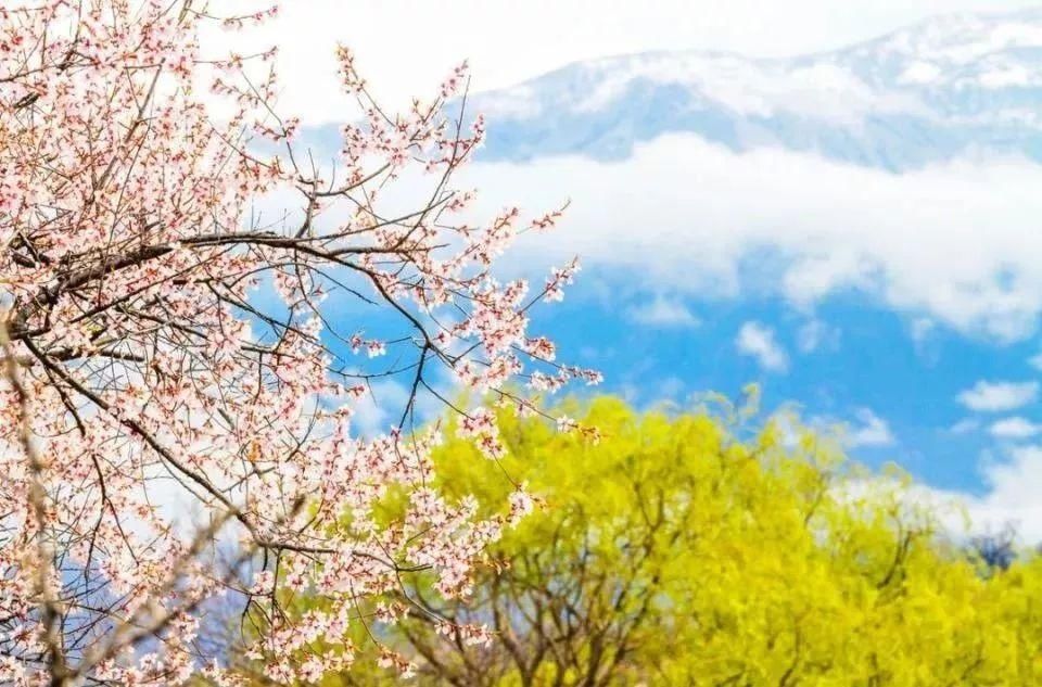 飘雪4月~西藏桃花