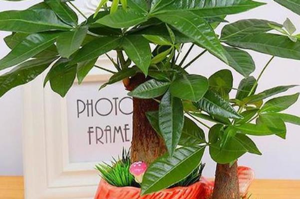 天气暖和了，你家的发财树该剃头了吧，一定要做好三件事