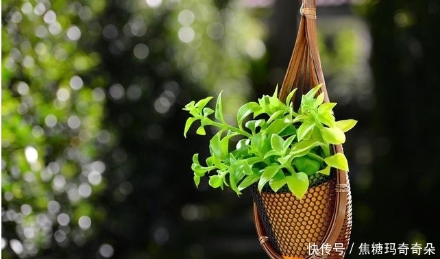 忠于颜值,始于陪伴!能让家幸福感爆棚,关键还不贵