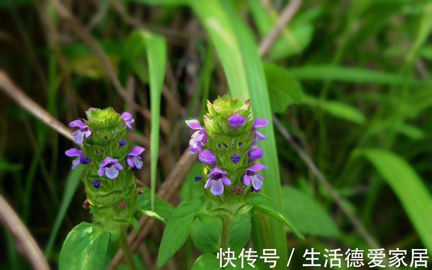 半夏|它既能清热、调理眼疾，还能调和阴阳失眠之症，你真的了解吗