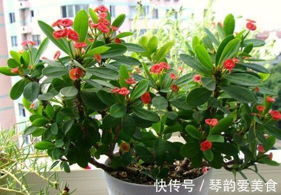 立秋后，建议扦插6种花，温度适宜“利于”生根，成活率高