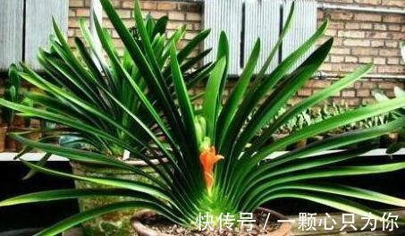 君子兰总黄叶怎么办，1种垃圾垫盆底，叶片油绿再也不黄叶