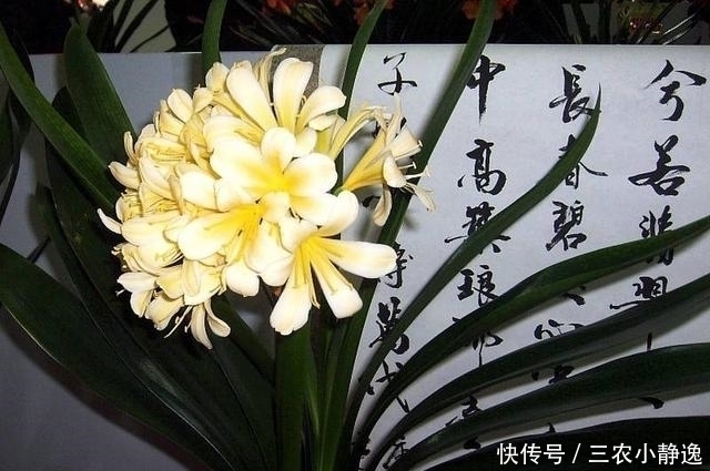 家里养花“讲究大”,2种花“镇宅”, 2种花旺家,要养起来