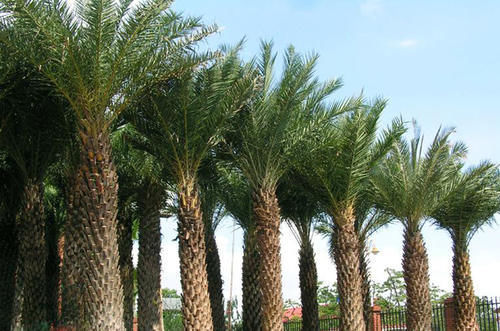 治病|乡下的一种植物,价值比人参都高!还可入药治病