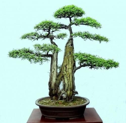 榆树小苗怎么养,才能做成盆景?