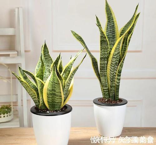 发财树|天热了,4种花不适合“富养”,少肥少水才能安全度夏,长得健壮