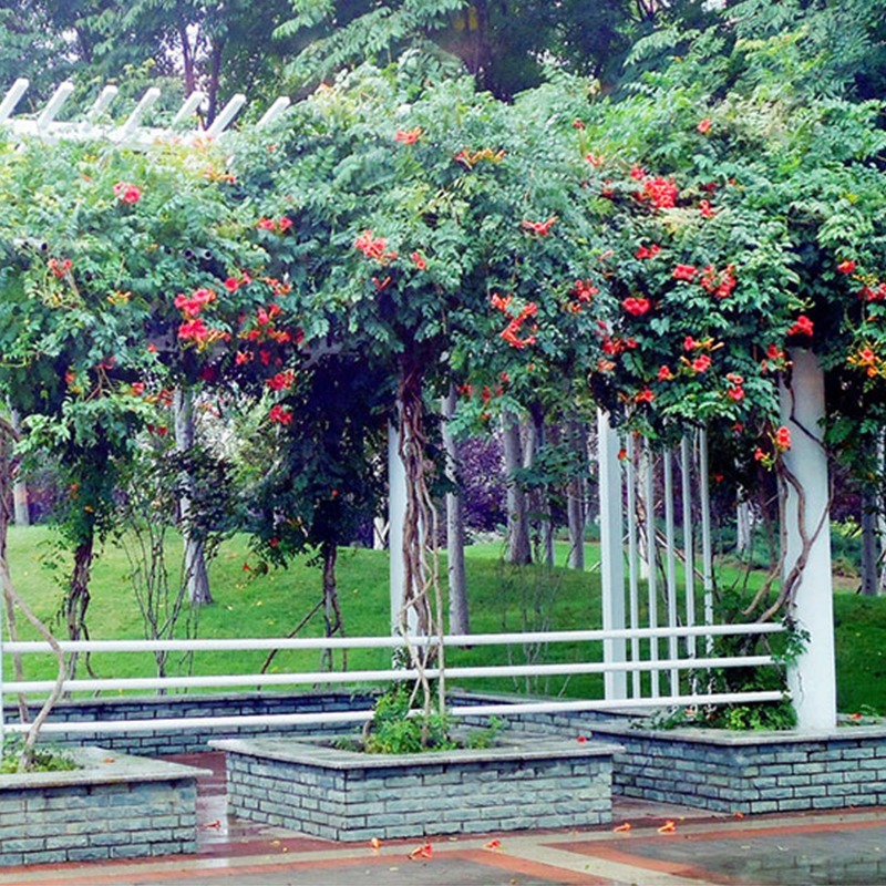 家里不要乱养花,里面有讲究!懂得人爱养此8种花,飘香还养人