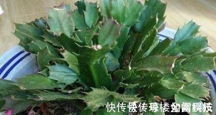 蟹爪兰|蟹爪兰发出这个“信号”,一定不要忽视,是在提醒你