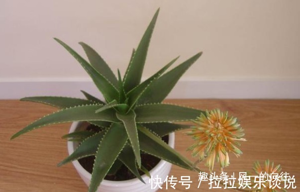 卧室里植物别乱养，这3种在夜晚能够释放氧气，真是睡觉必备