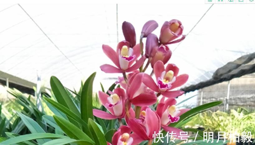 兰花界|兰花界的“奇葩”红贵妃，堪称盆栽佳品，养1盆四季开花